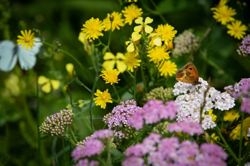 Bloeiende bloemen met een vlinder