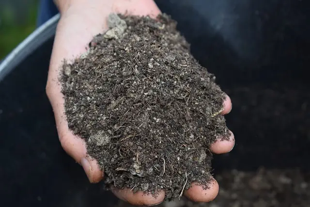 Hand met een laag organische stof van iemand die aan het mulchen is.